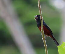 Chestnut-bellied Seed Finch