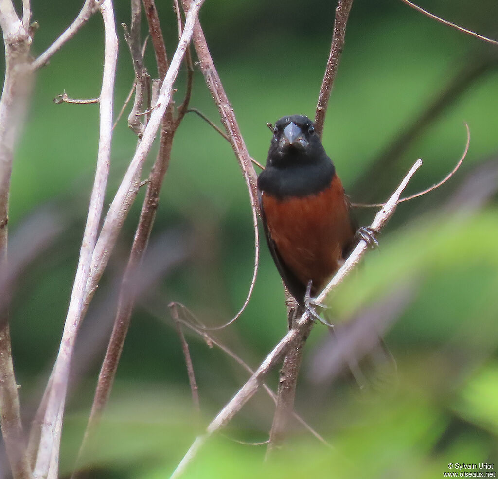 Chestnut-bellied Seed Finch male adult