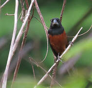 Chestnut-bellied Seed Finch