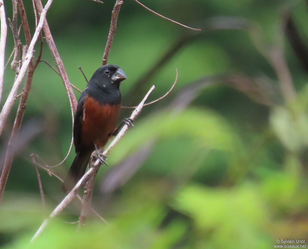 Chestnut-bellied Seed Finch male adult