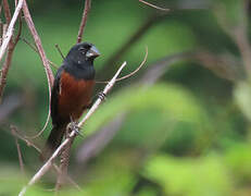 Chestnut-bellied Seed Finch