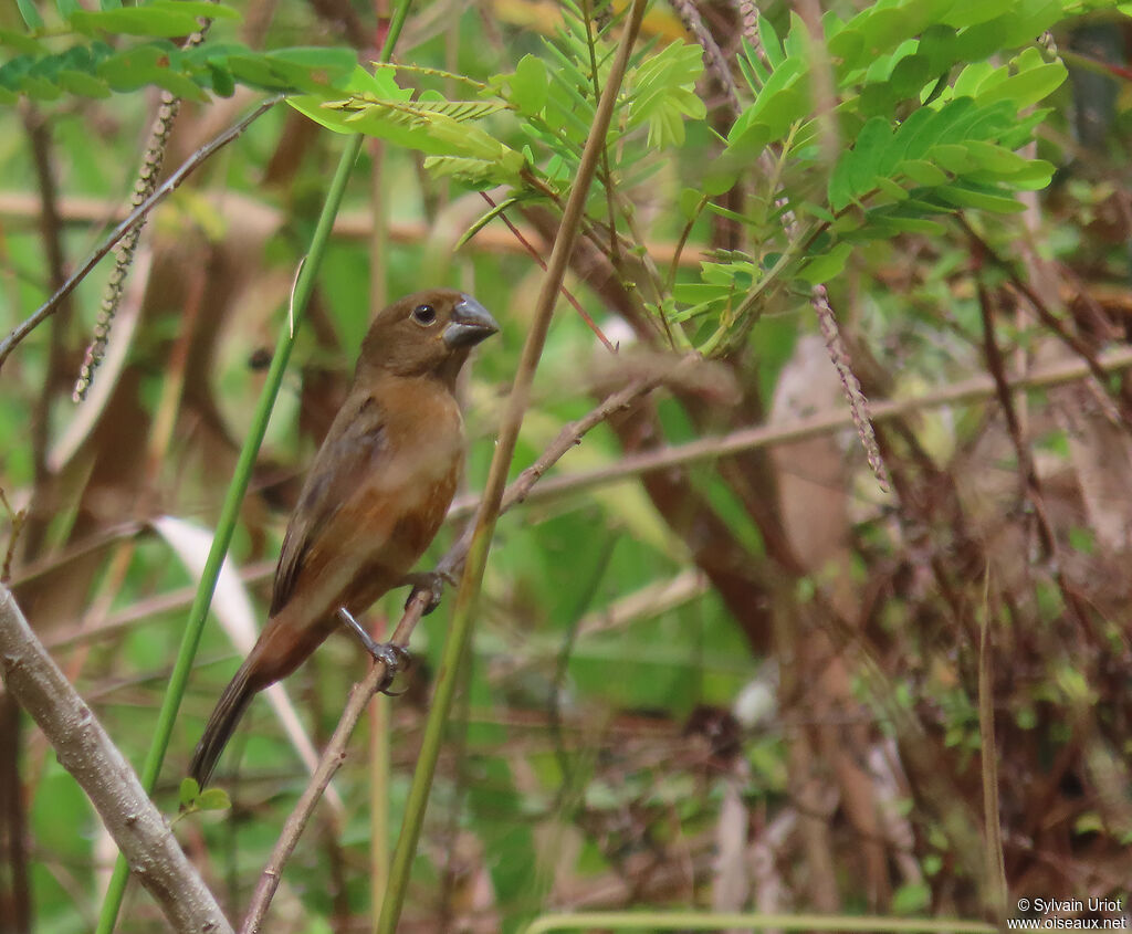 Chestnut-bellied Seed Finch female adult