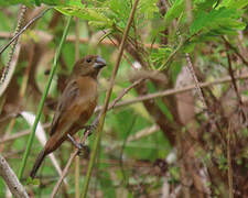 Chestnut-bellied Seed Finch