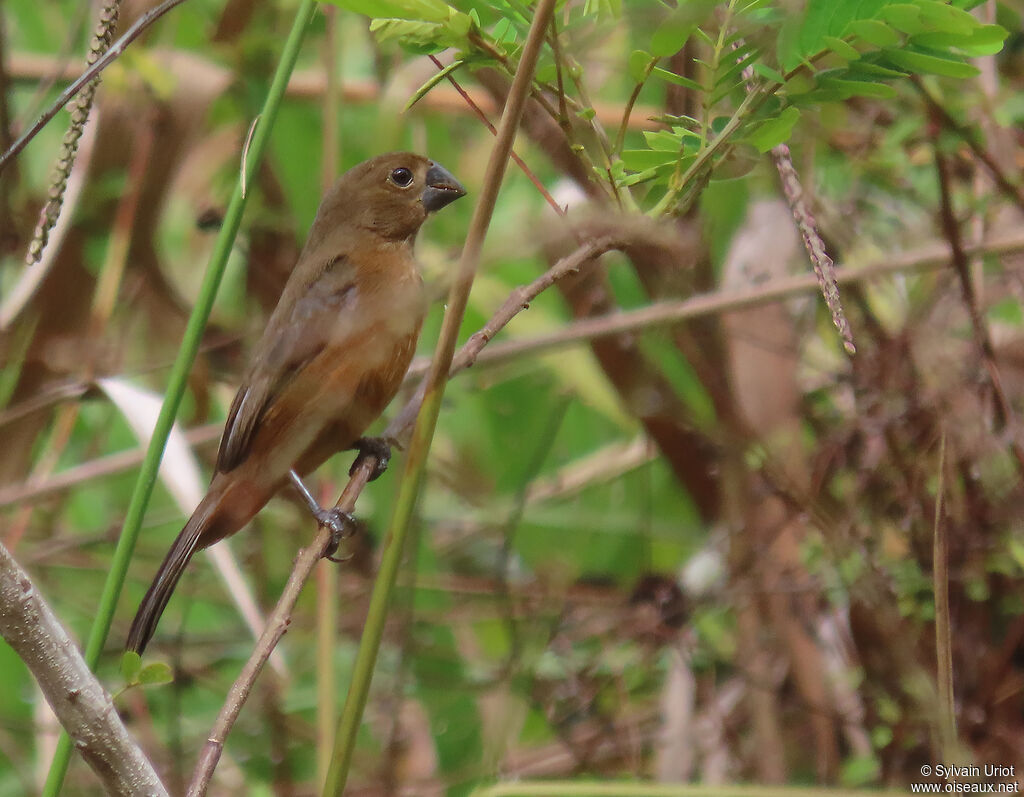 Chestnut-bellied Seed Finch female adult