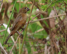 Chestnut-bellied Seed Finch