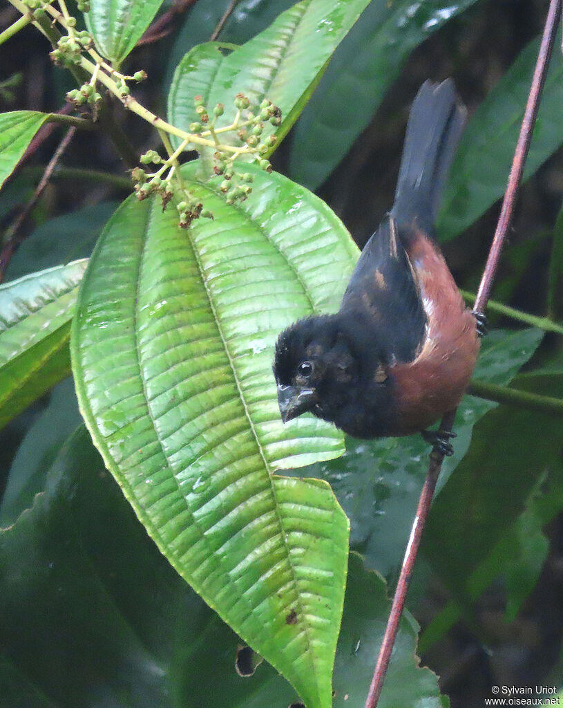 Chestnut-bellied Seed Finch male adult