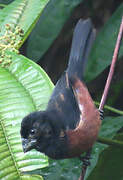 Chestnut-bellied Seed Finch