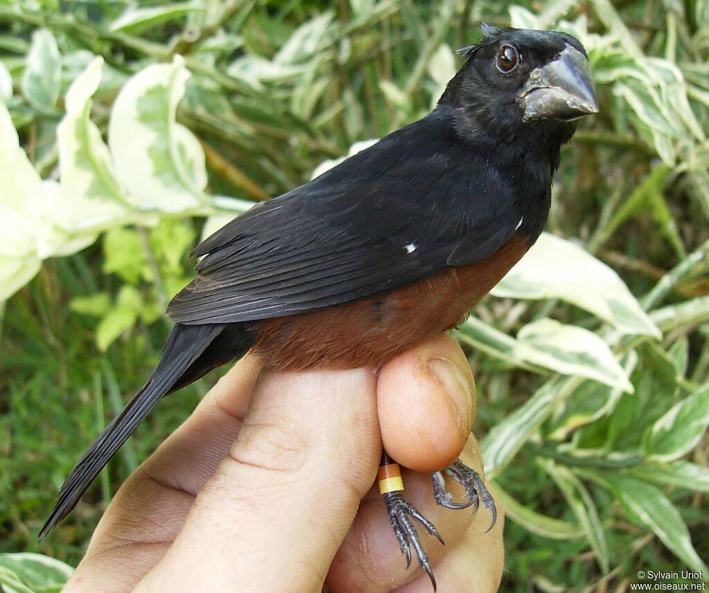 Chestnut-bellied Seed Finch male adult