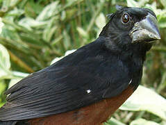 Chestnut-bellied Seed Finch