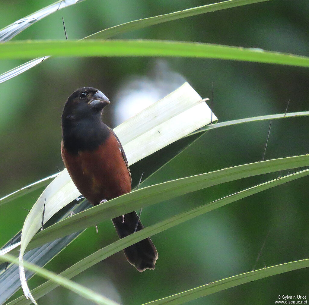 Chestnut-bellied Seed Finch male adult