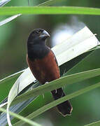 Chestnut-bellied Seed Finch