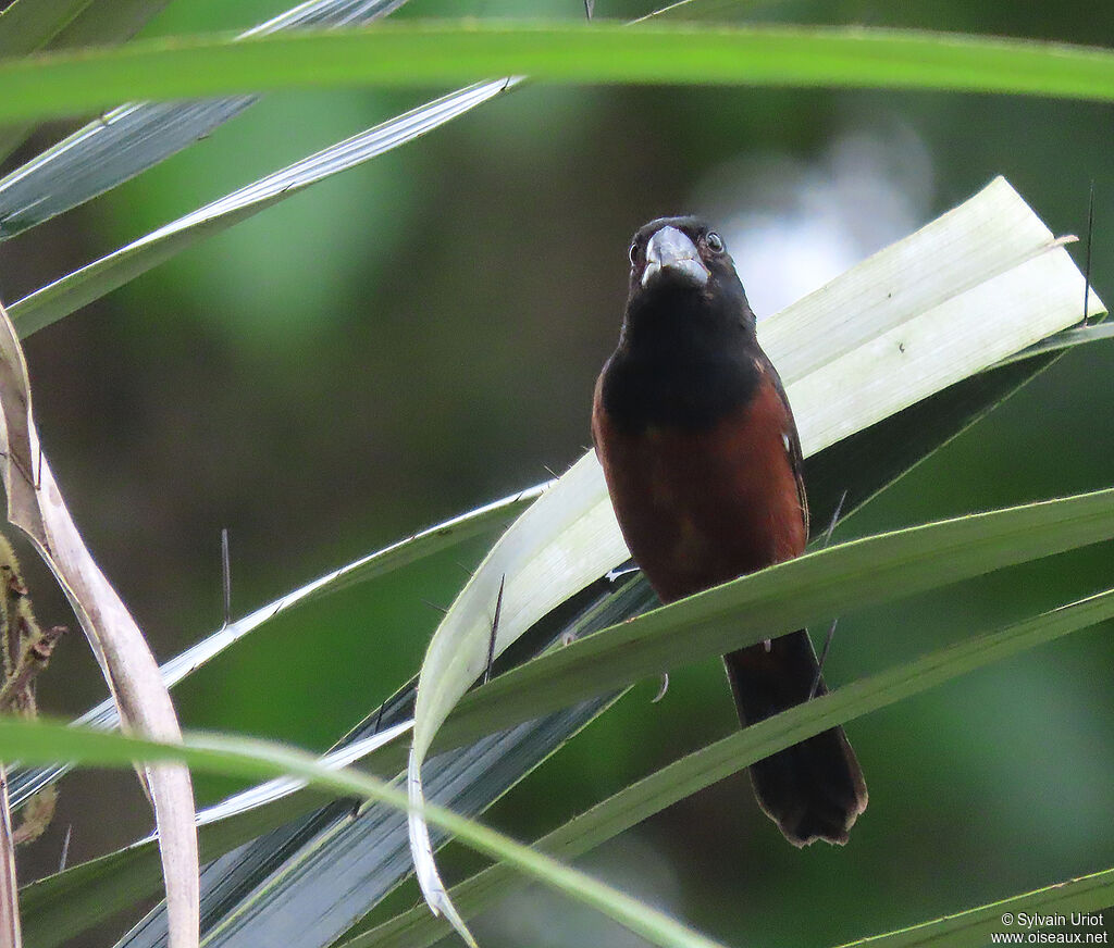 Chestnut-bellied Seed Finch male adult