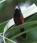 Chestnut-bellied Seed Finch