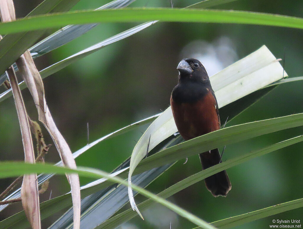 Chestnut-bellied Seed Finch male adult