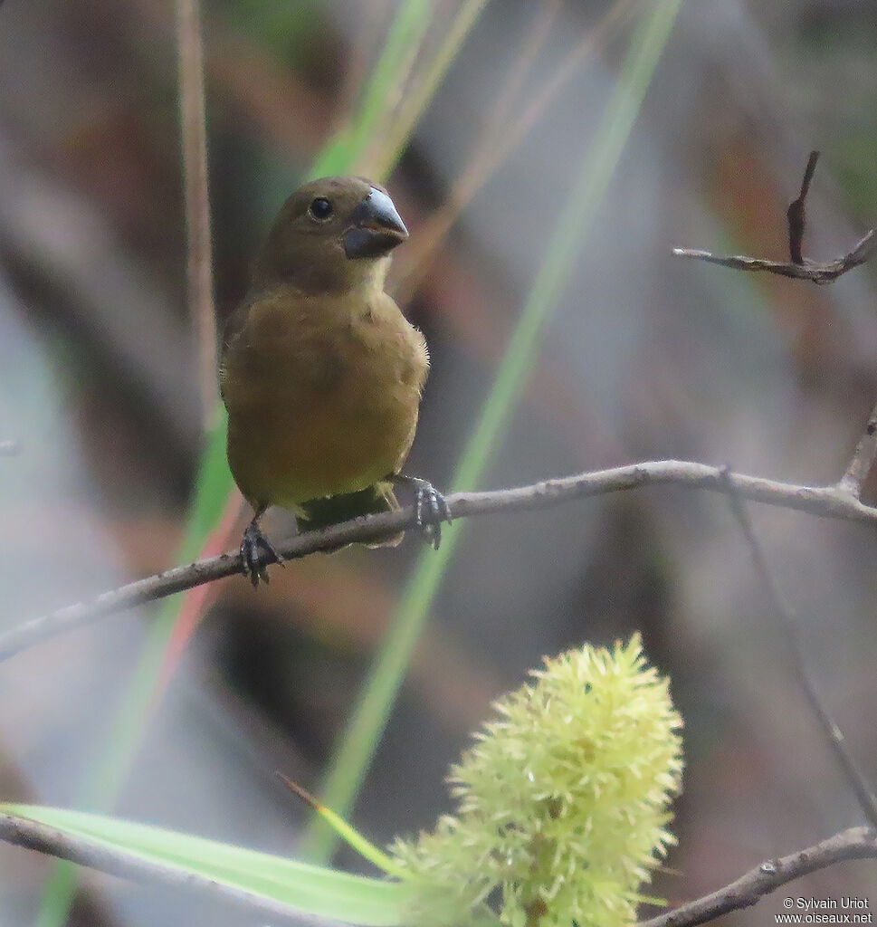 Chestnut-bellied Seed Finch female adult