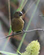 Sporophile curio
