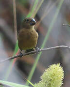 Chestnut-bellied Seed Finch