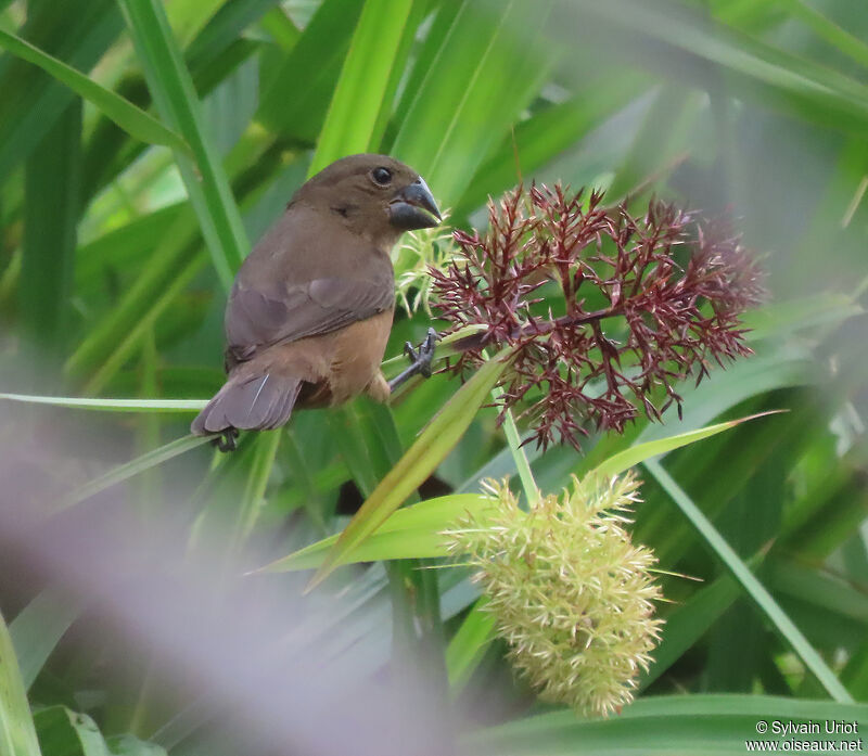Chestnut-bellied Seed Finch female adult