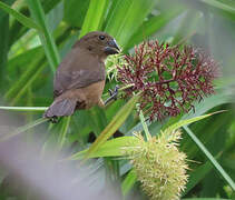 Chestnut-bellied Seed Finch