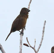 Chestnut-bellied Seed Finch