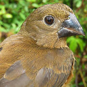 Chestnut-bellied Seed Finch