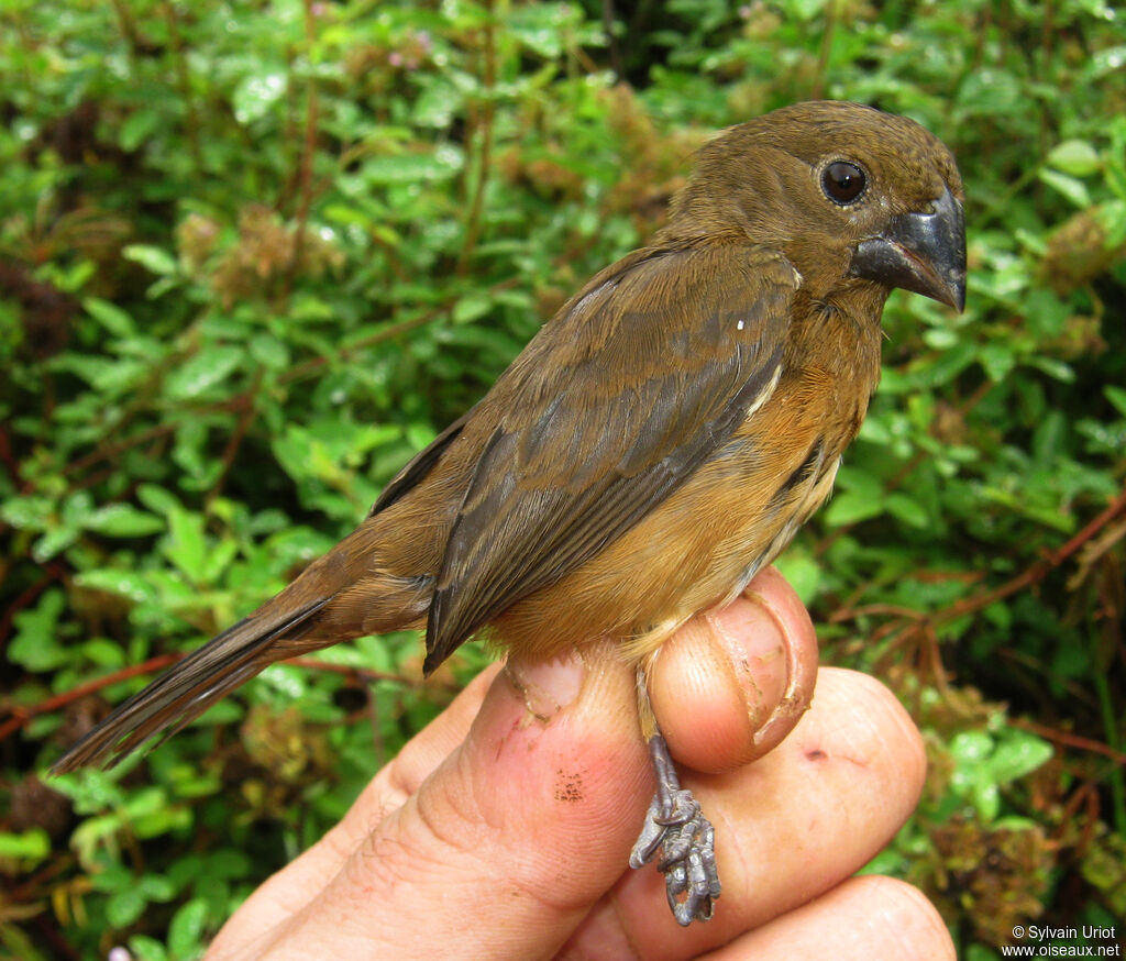 Chestnut-bellied Seed Finch female adult