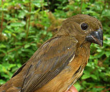 Chestnut-bellied Seed Finch