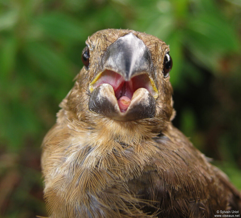 Chestnut-bellied Seed Finch female adult