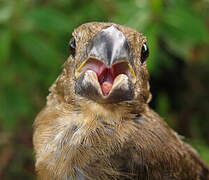 Chestnut-bellied Seed Finch