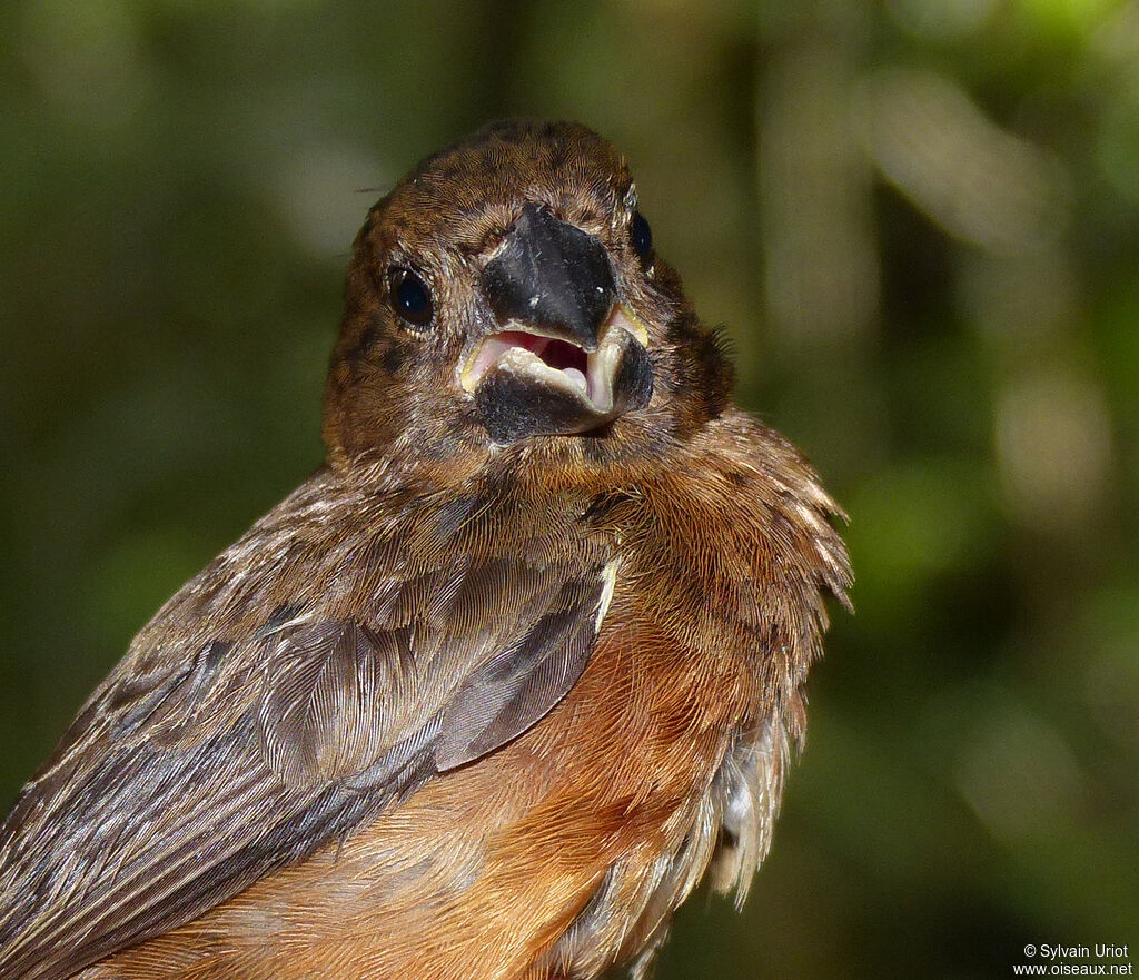 Chestnut-bellied Seed Finch male immature