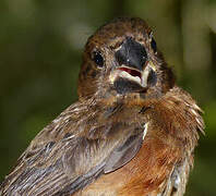 Chestnut-bellied Seed Finch