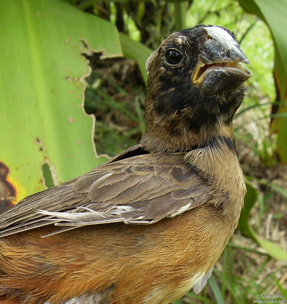 Chestnut-bellied Seed Finch male immature