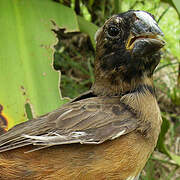 Chestnut-bellied Seed Finch