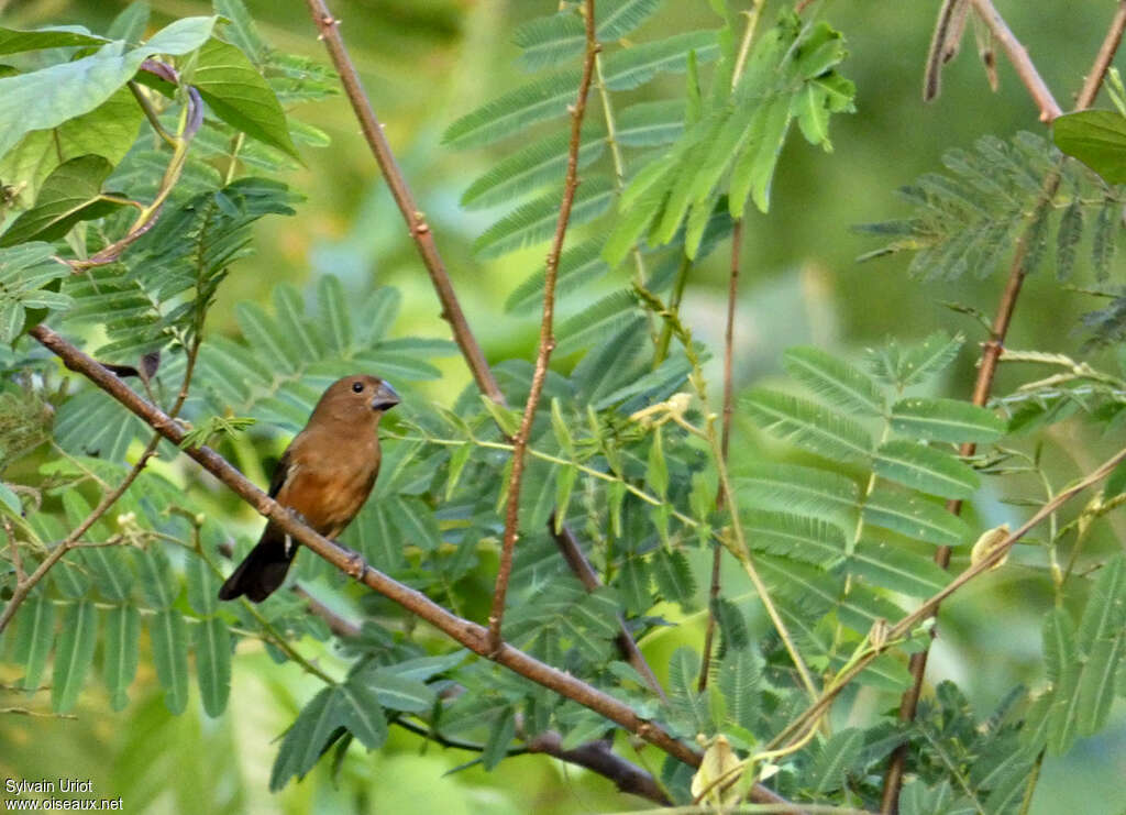 Chestnut-bellied Seed Finch female adult, identification