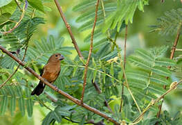 Chestnut-bellied Seed Finch