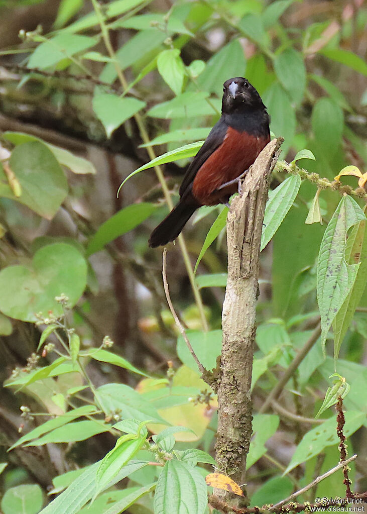 Chestnut-bellied Seed Finch male adult