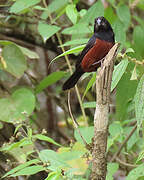 Chestnut-bellied Seed Finch