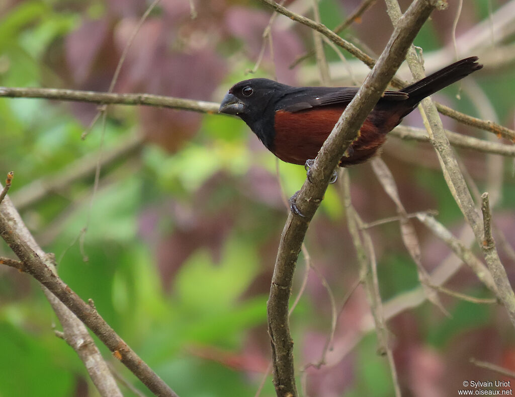 Chestnut-bellied Seed Finch male adult