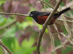 Chestnut-bellied Seed Finch