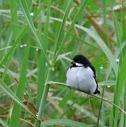 Lesson's Seedeater