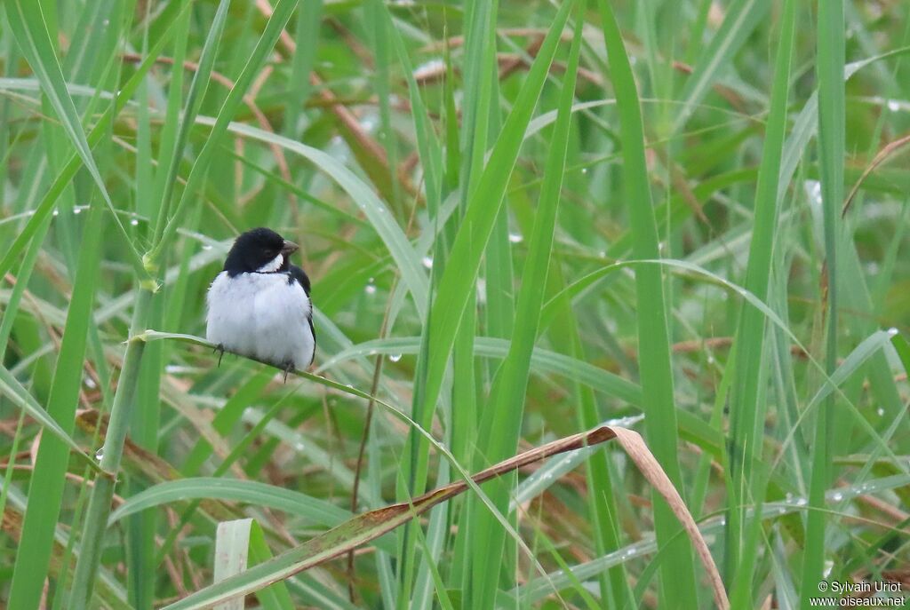 Lesson's Seedeater male adult