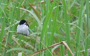 Lesson's Seedeater