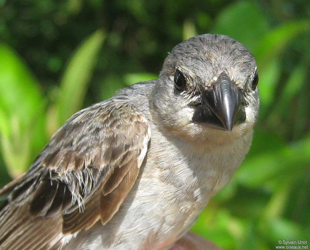 Plumbeous Seedeater male immature