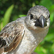 Plumbeous Seedeater