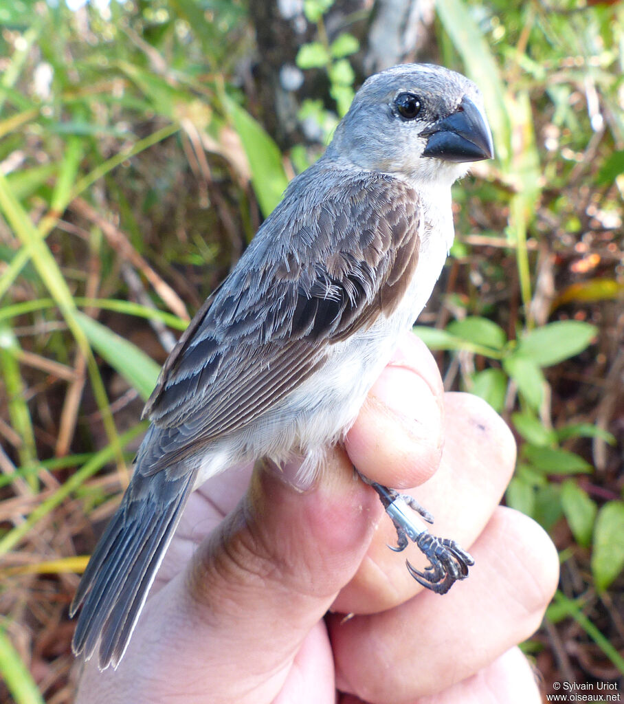 Plumbeous Seedeater male immature