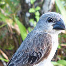 Sporophile gris-de-plomb