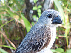 Plumbeous Seedeater