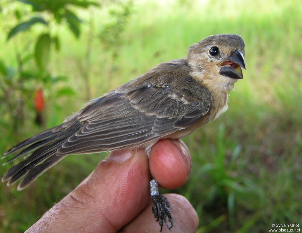 Plumbeous Seedeater female adult