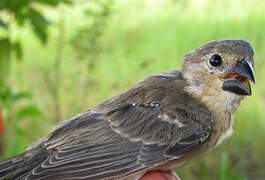 Plumbeous Seedeater