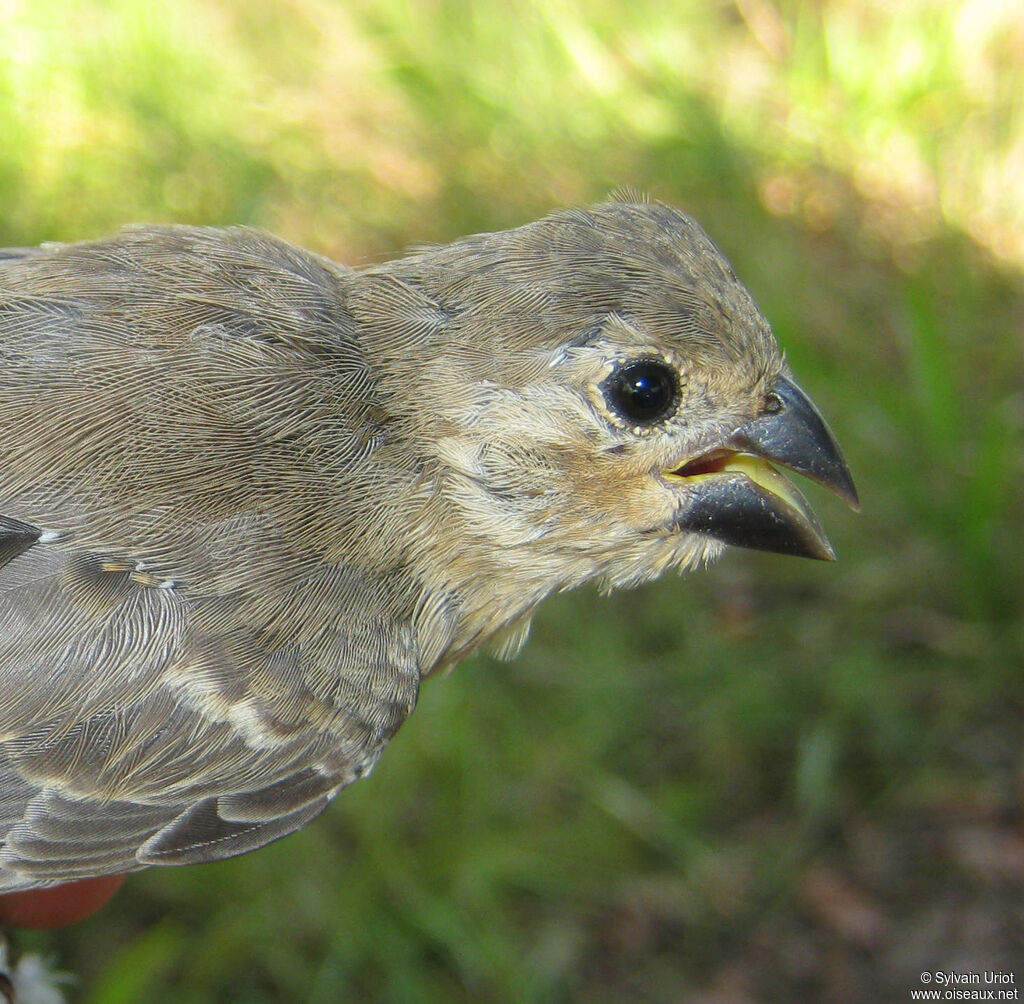 Sporophile gris-de-plomb femelle adulte